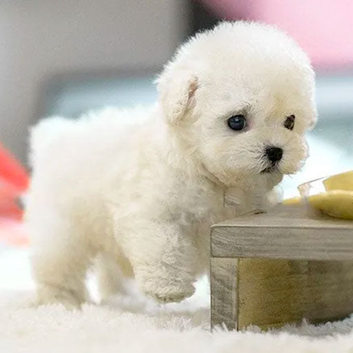 RoboPup - Realistische Robot Hond