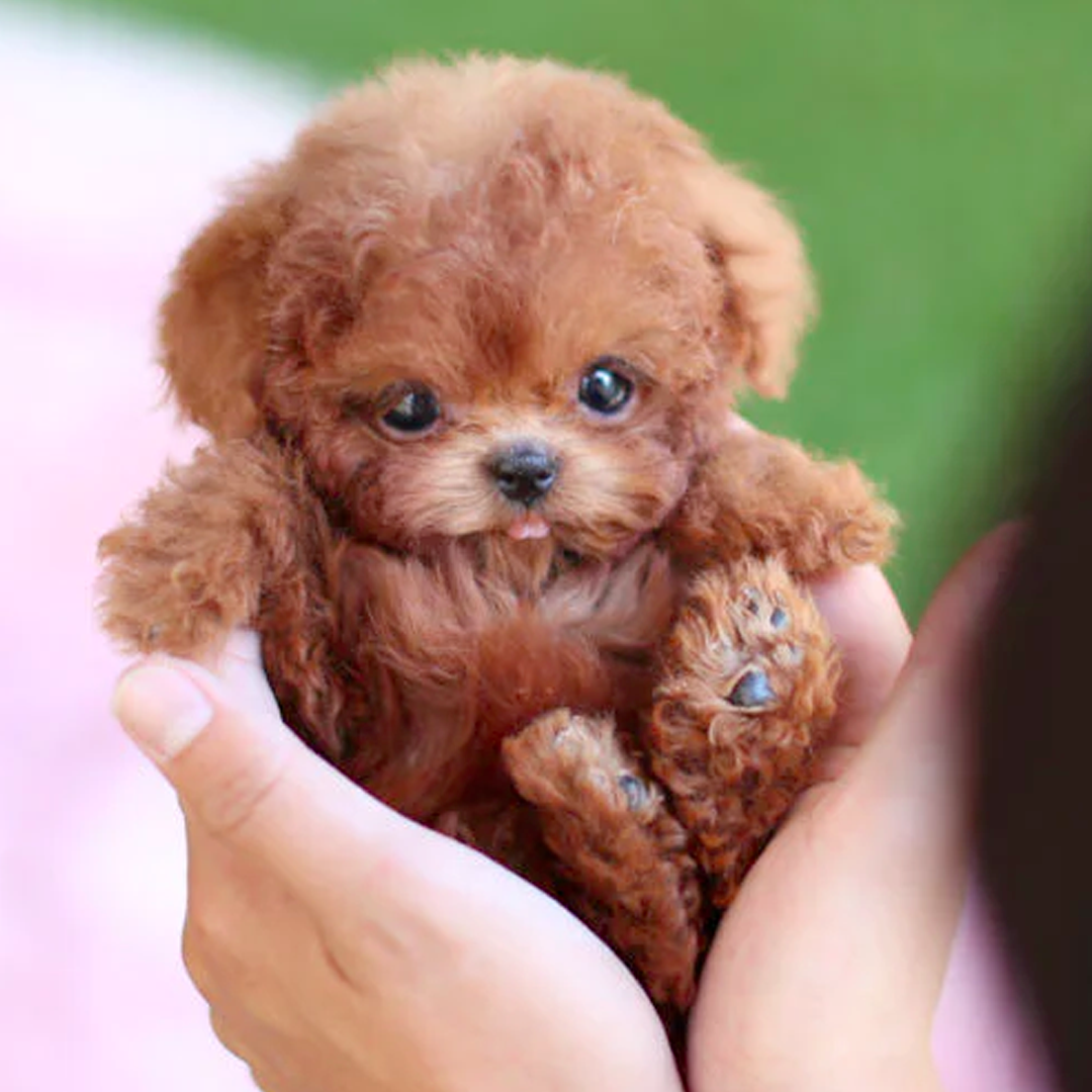 RoboPup - Realistische Robot Hond