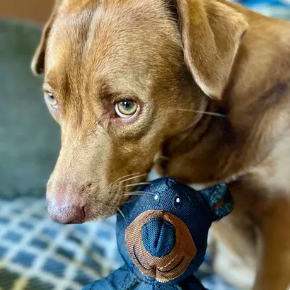 PowerBear Onverwoestbare Kauwspeelbeer – Perfect voor Sterke Honden met Veel Kauwkracht
