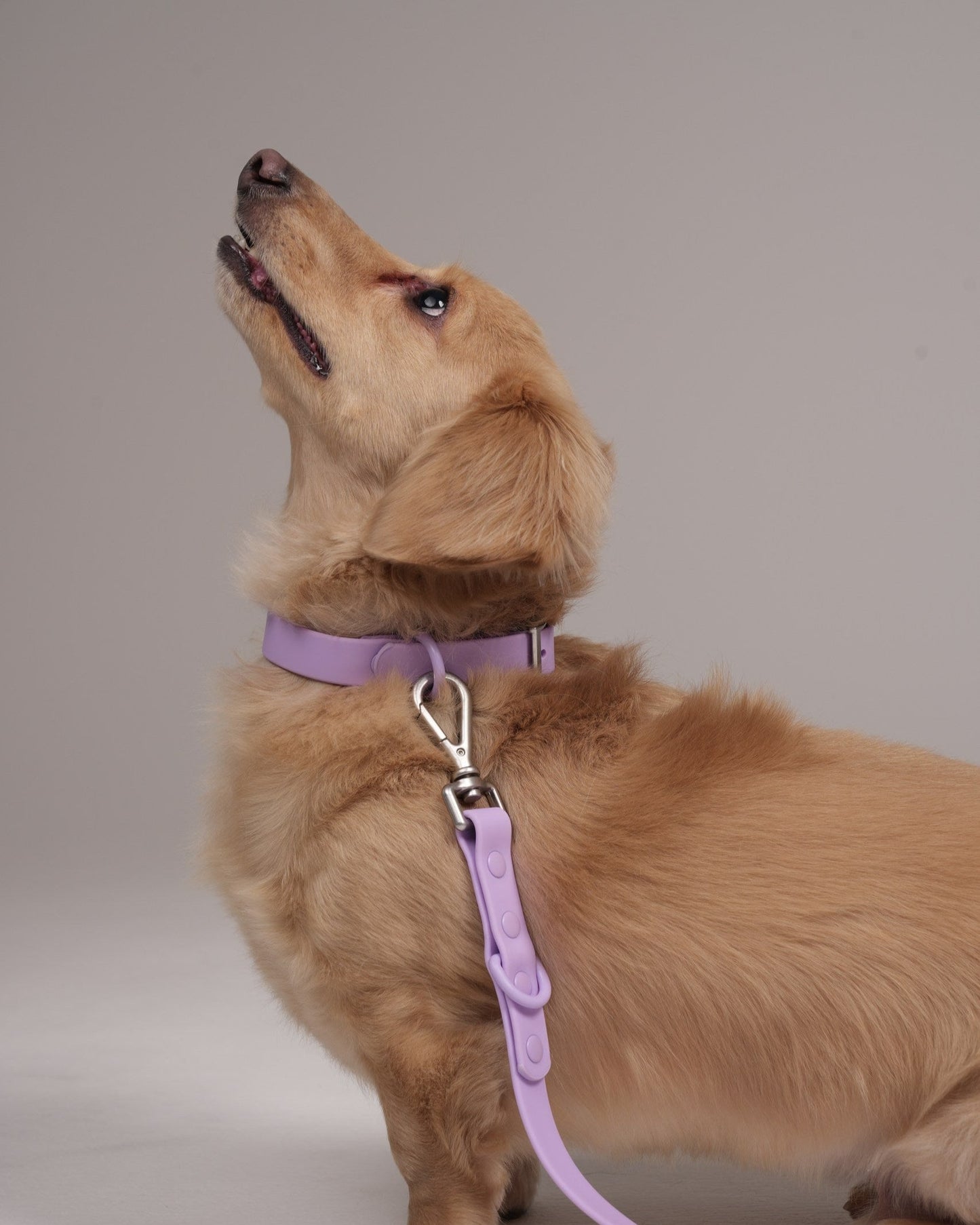 Pawfect Fit Harnas Voor Honden