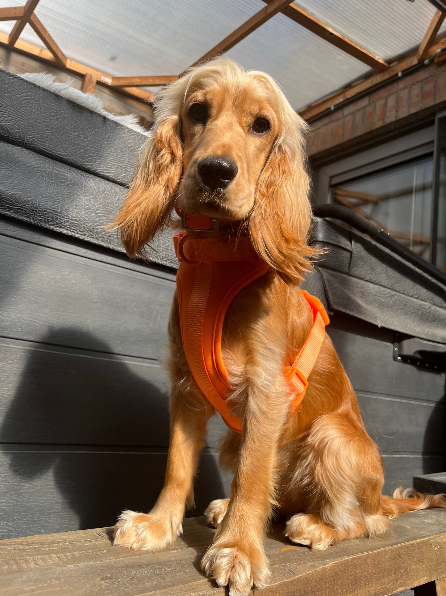 Pawfect Fit Harnas Voor Honden