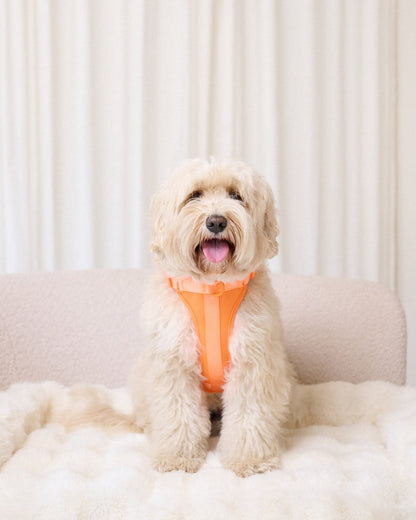 Pawfect Fit Harnas Voor Honden