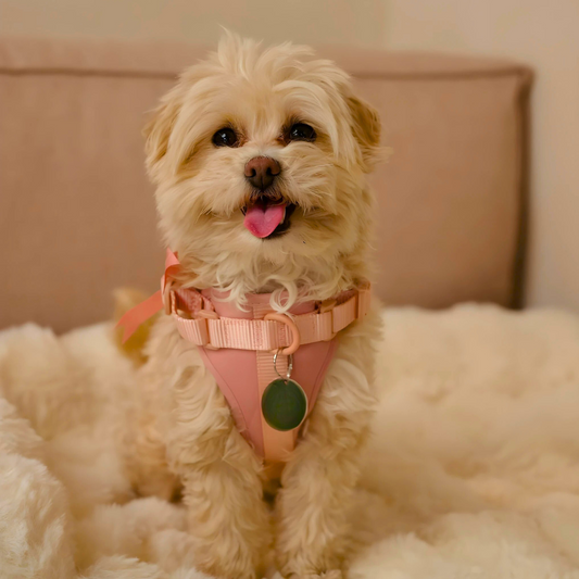 Pawfect Fit Harnas Voor Honden